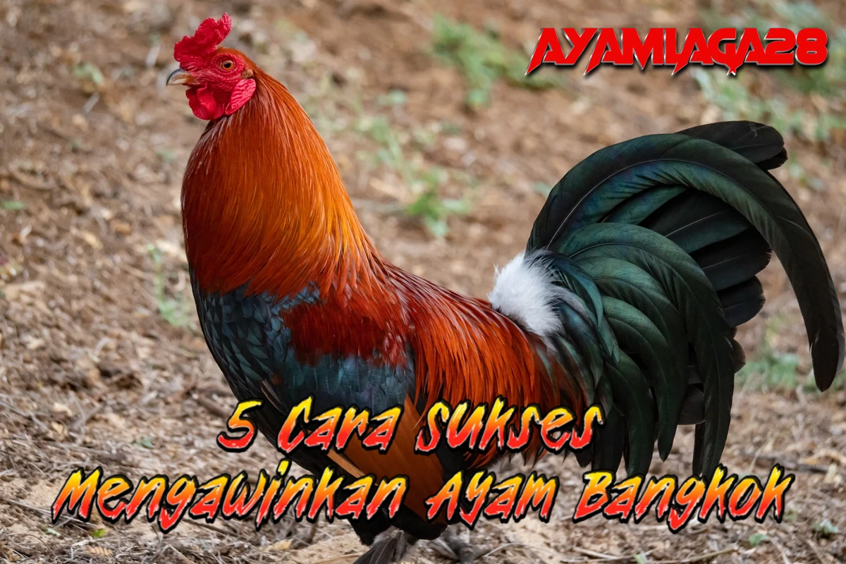 5 Cara Sukses Mengawinkan Ayam Bangkok