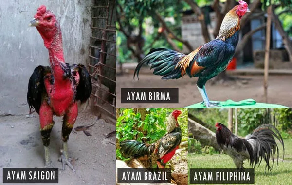 Jenis Ayam Laga Paling Populer dan Mematikan, Kenali Cirinya