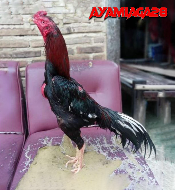 ayam bangkok thailand