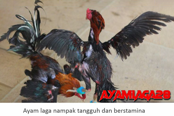 Ayam Bangkok Thailand