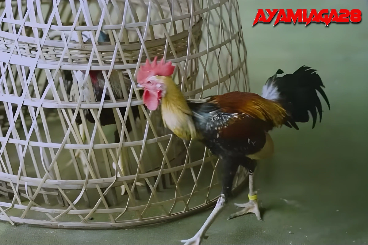 Makanan Ayam Aduan