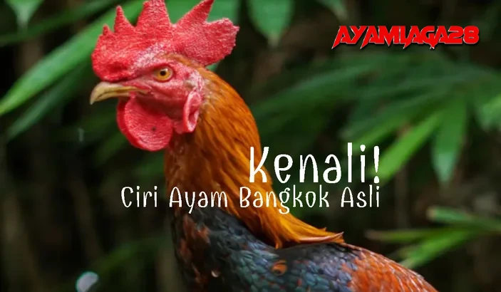 Ciri Ciri ayam bangkok asli