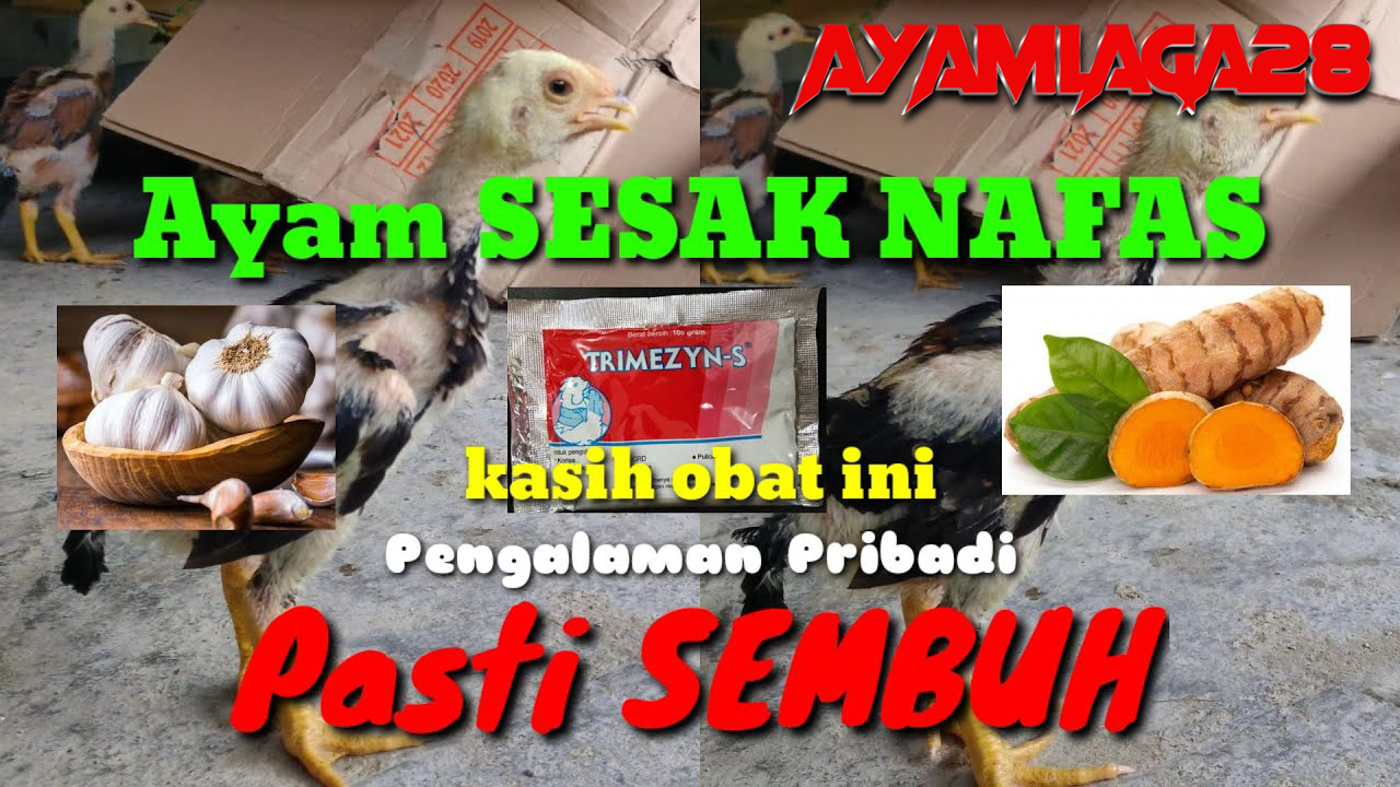 Ayam Aduan Nafas Pendek