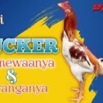 Cara Mengetahui Ayam Plucker