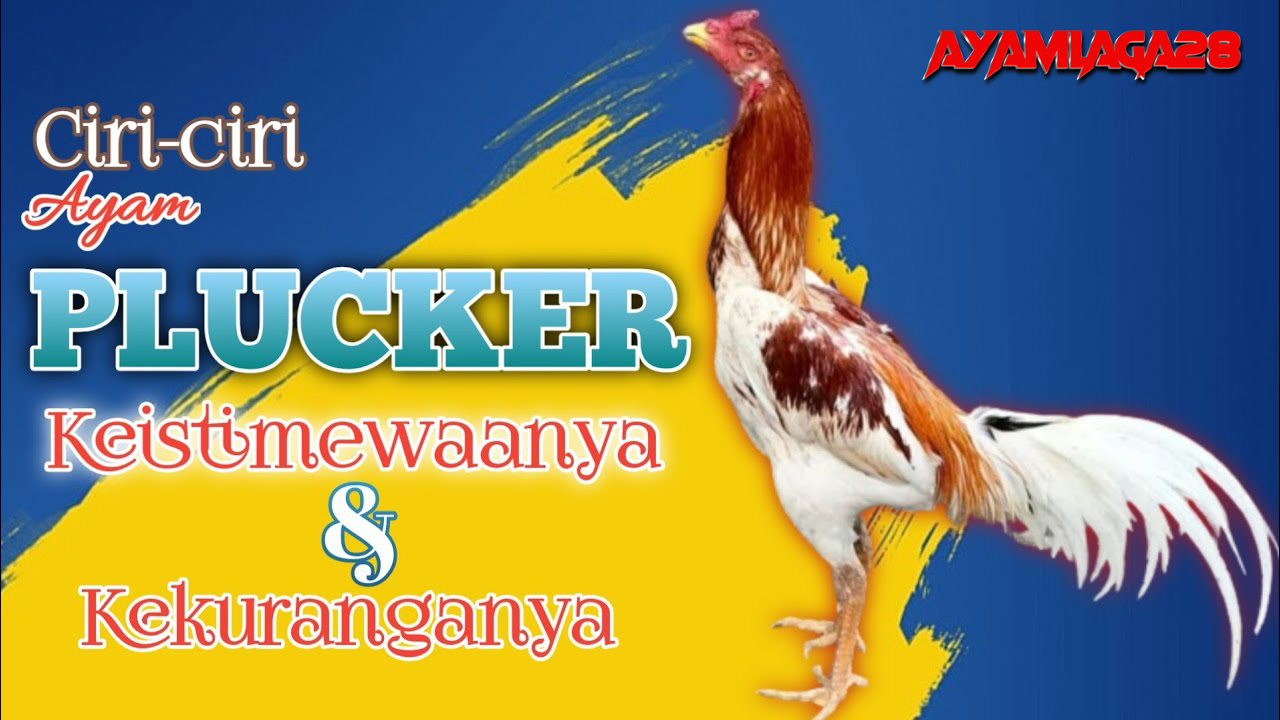 Cara Mengetahui Ayam Plucker