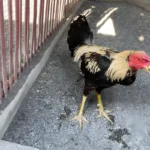 Ayam Aduan Laga Filipina