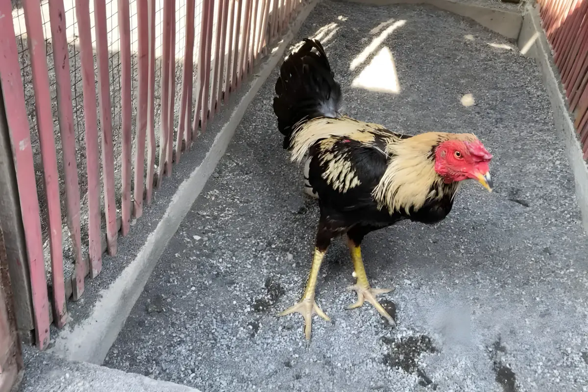 Ayam Aduan Laga Filipina