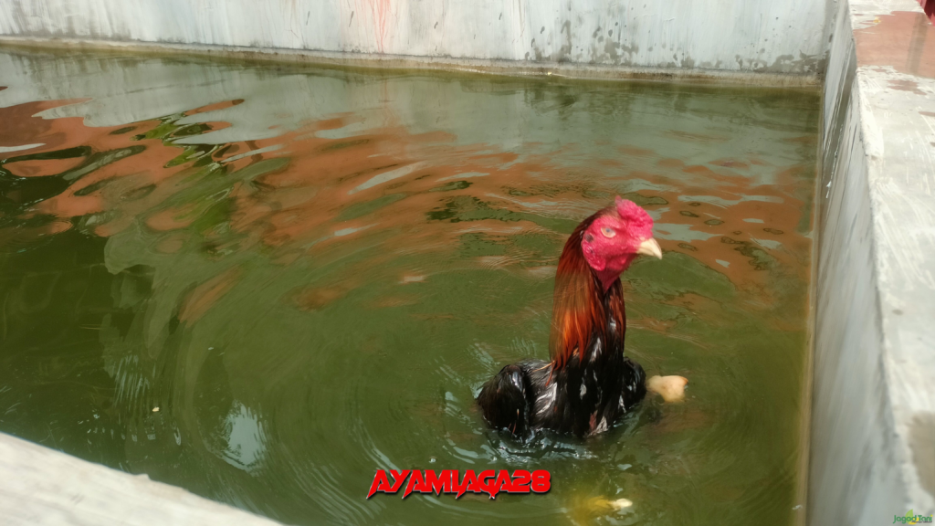 Latihan Pukulan Ayam Bangkok Ayan sedang berlatih berenang