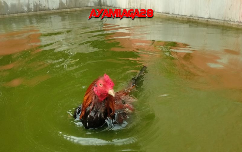 Latihan Pukulan Ayam Bangkok