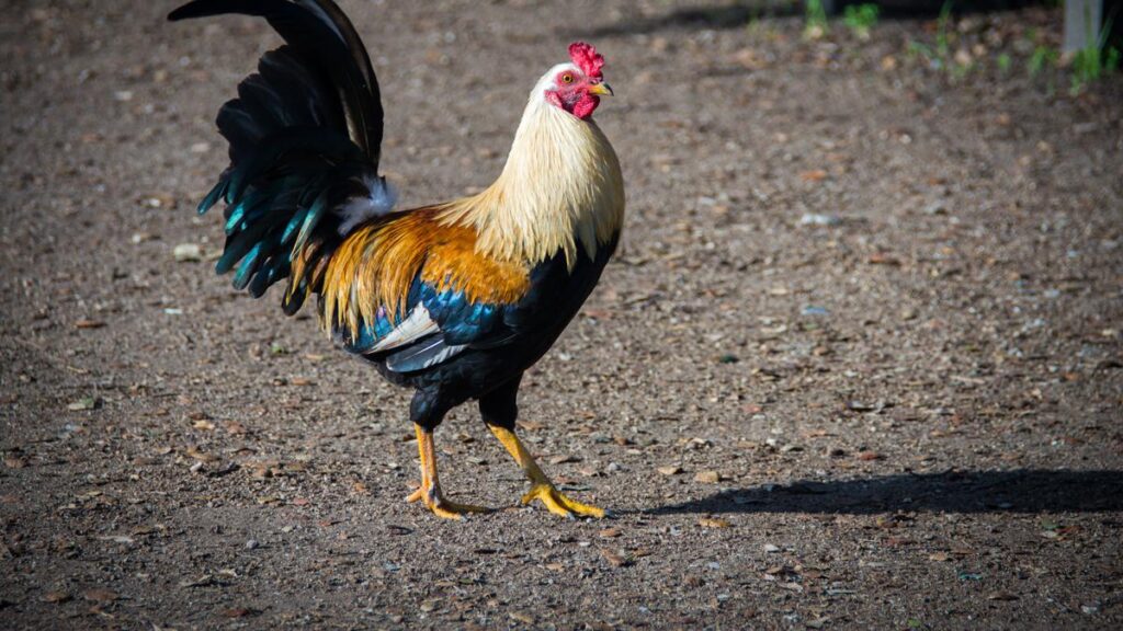 Melatih Tenaga Ayam