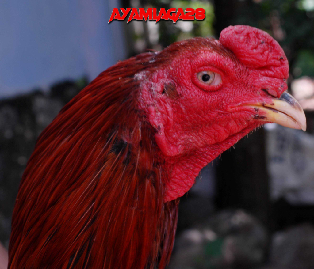 Ciri mata ayam Bangkok