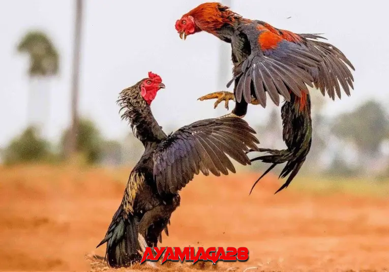 Perbedaan Fisik Ayam Aduan dan Ayam Biasa