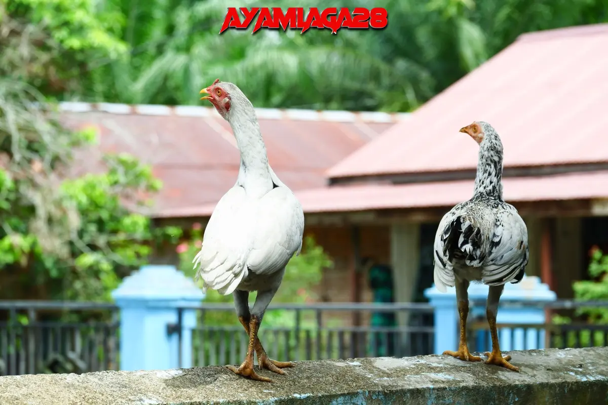 kaki ayam bangkok lemas