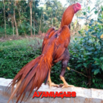 Ayam Bangkok Ekor Lidi