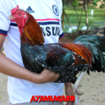 Manfaat kunyit untuk ayam aduan