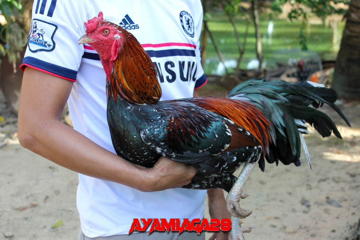 Manfaat kunyit untuk ayam aduan