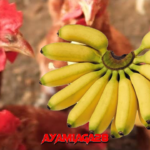 Manfaat Pisang untuk Kesehatan dan Stamina Ayam Aduan