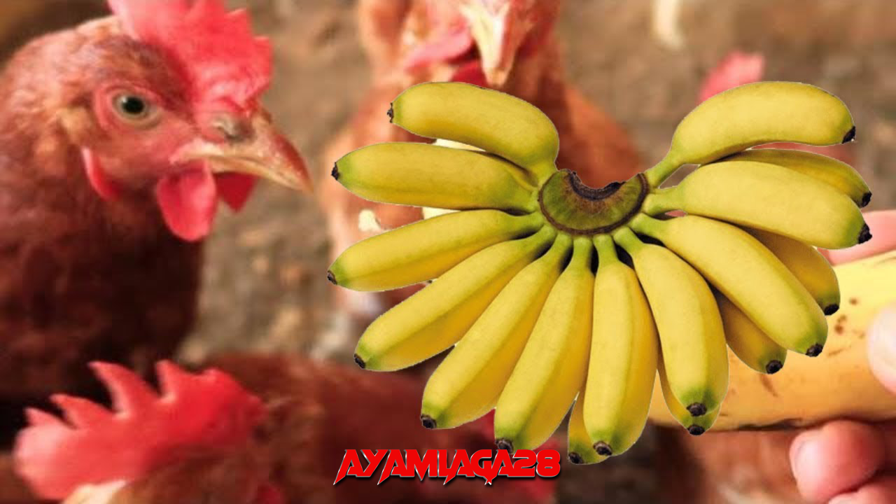 Manfaat Pisang untuk Kesehatan dan Stamina Ayam Aduan