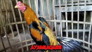 Ayam Jago Wiring Kuning