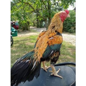 warna ayam bangkok Bulu Beruang