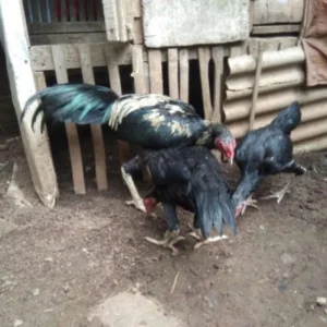 warna ayam bangkok Bulu Sisik Naga