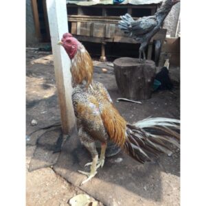 warna ayam bangkok Jali