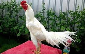 warna ayam bangkok yang ditakuti lawan