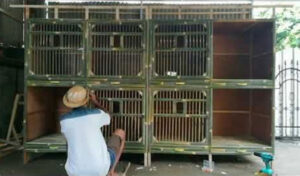 Persiapan Kandang Ternak Ayam Bangkok