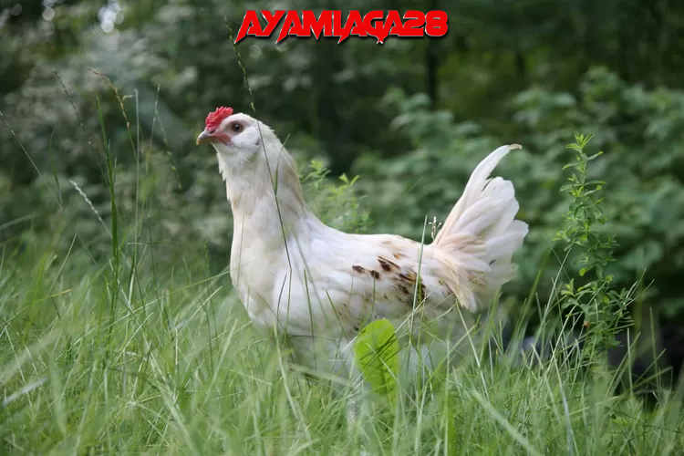 Menentukan Usia Ayam Bangkok