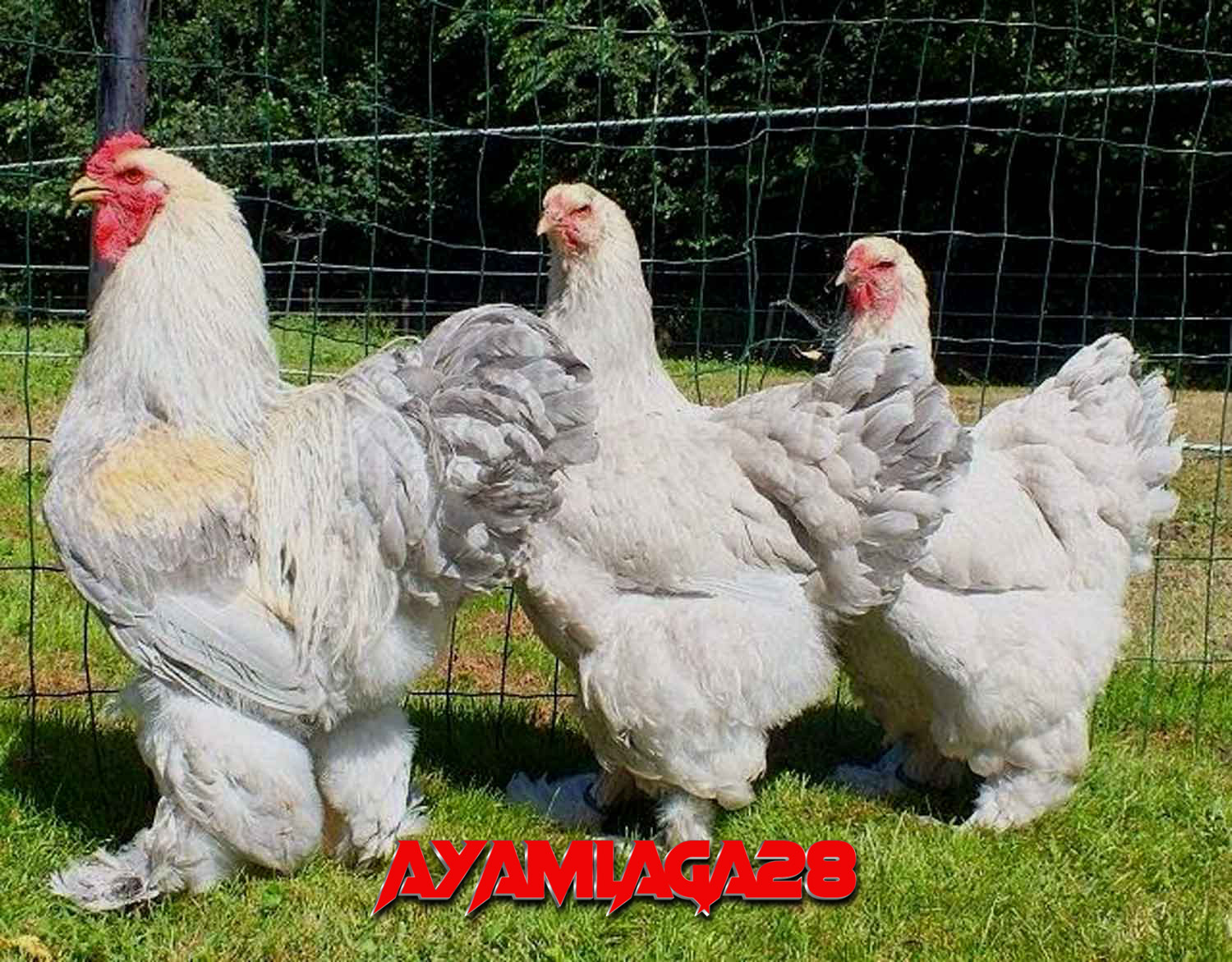 Ayam Bangkok Brahma