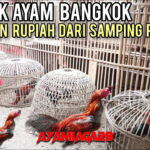 Beternak ayam Bangkok