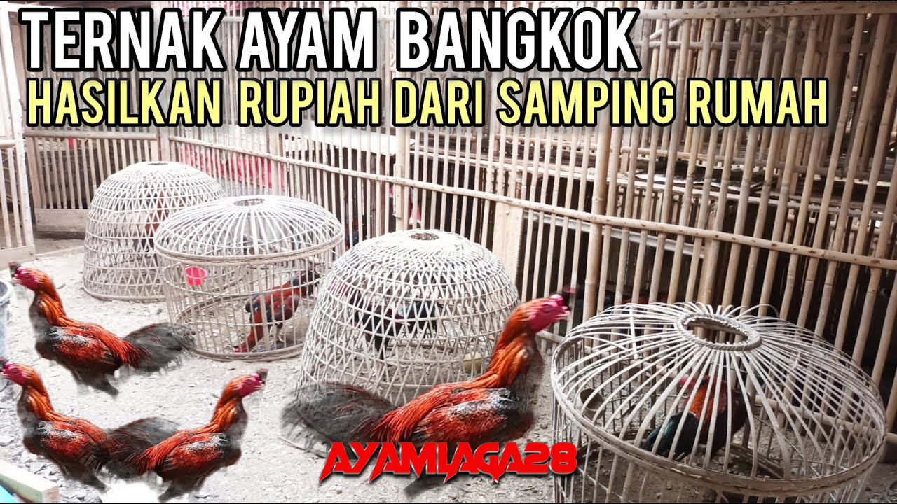 Beternak ayam Bangkok