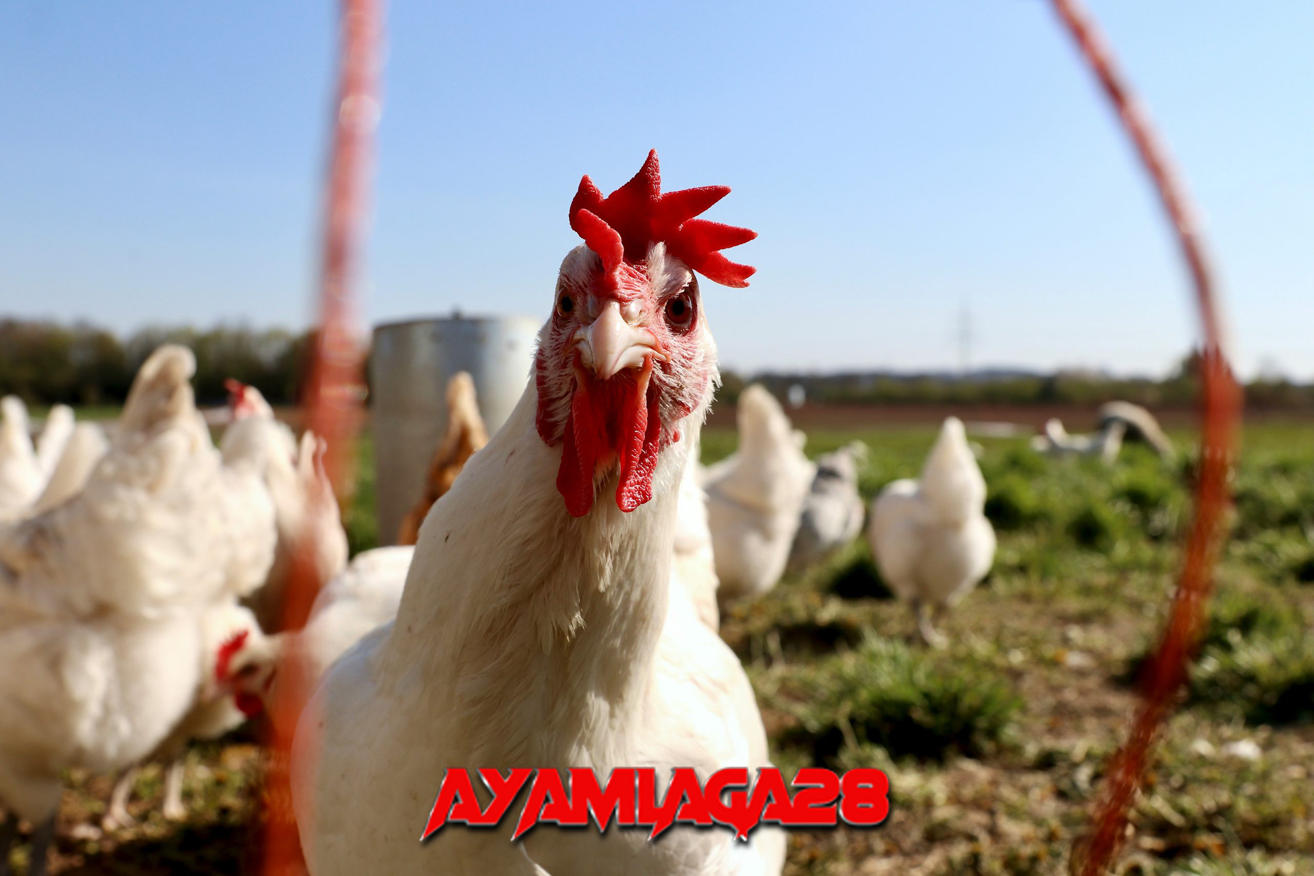 Harga ayam broiler hari ini