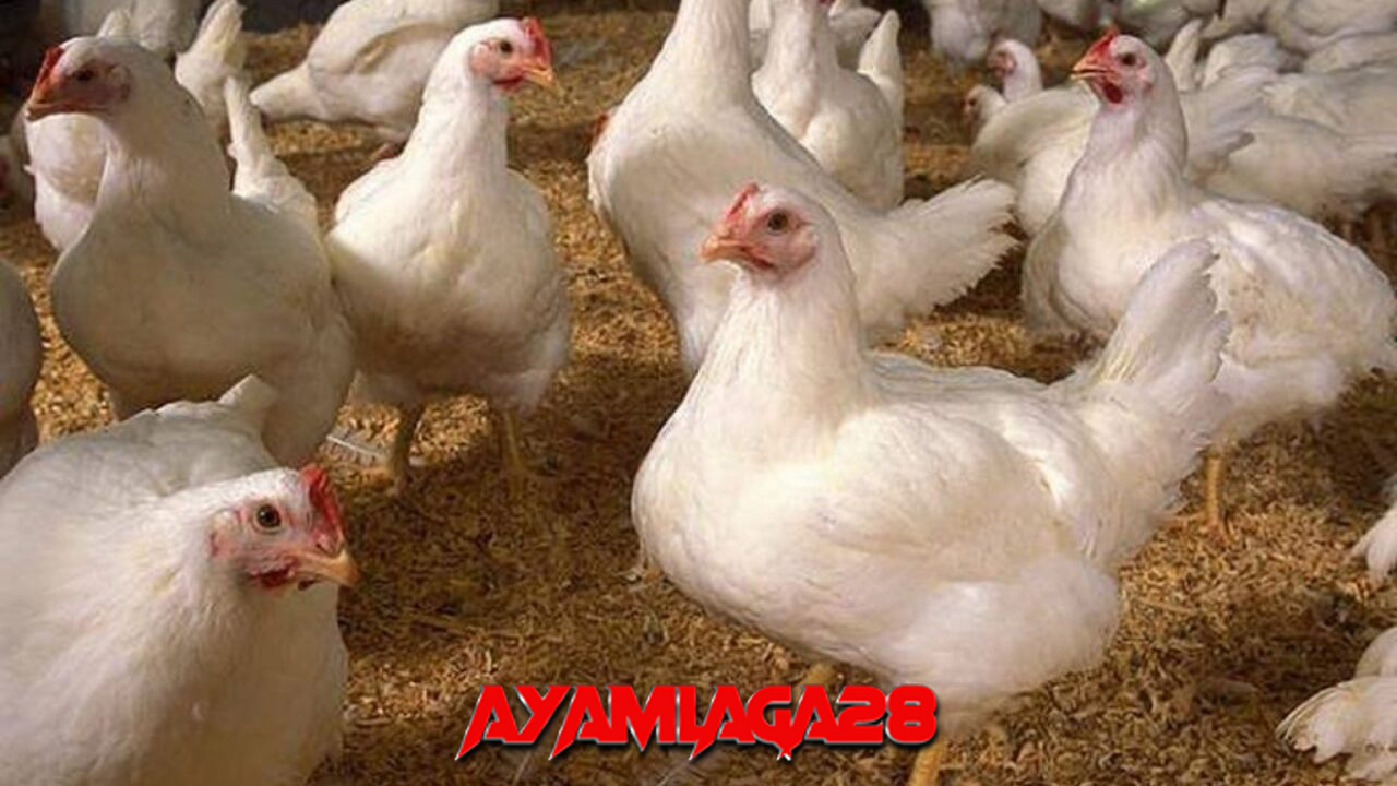 Harga Ayam Broiler Terkini