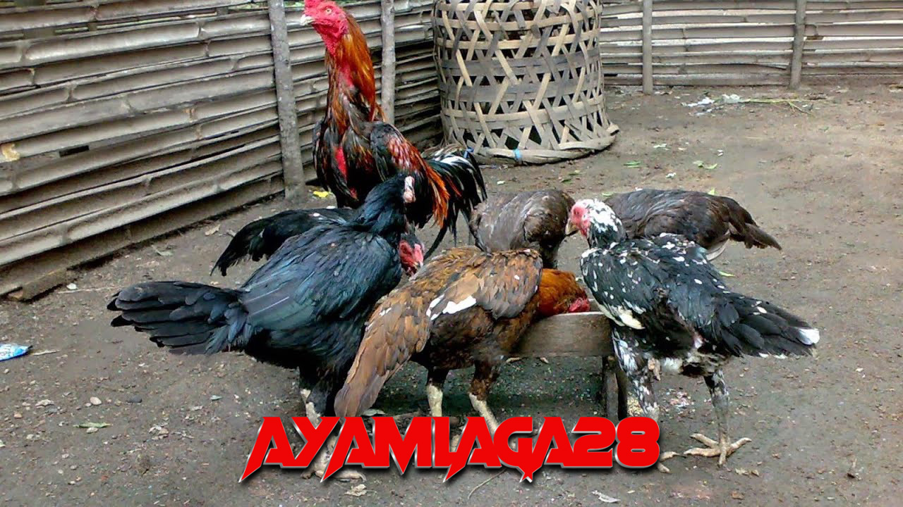 Melatih ayam bangkok pukulan mati