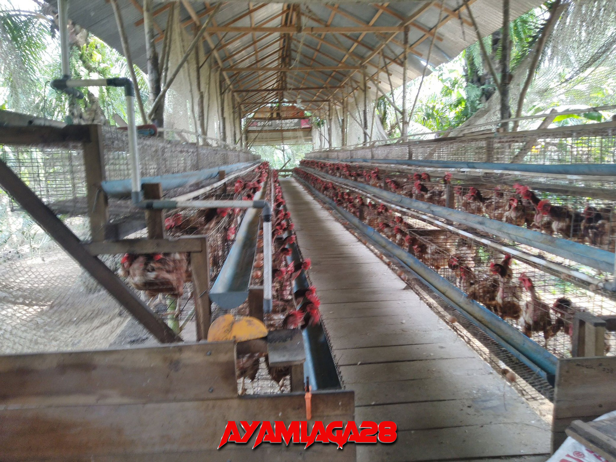 Memulai Usaha Ternak Ayam Petelur Skala Kecil (100 Ekor)