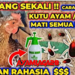 Mengatasi Kutu Ayam Bangkok