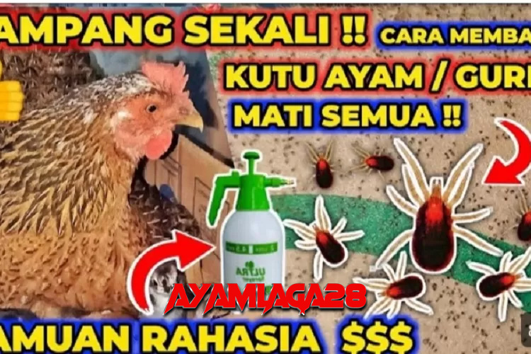 Mengatasi Kutu Ayam Bangkok